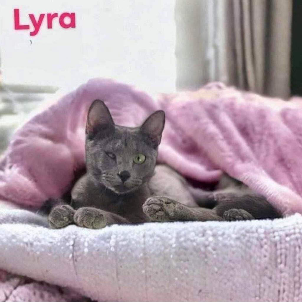 Lyra