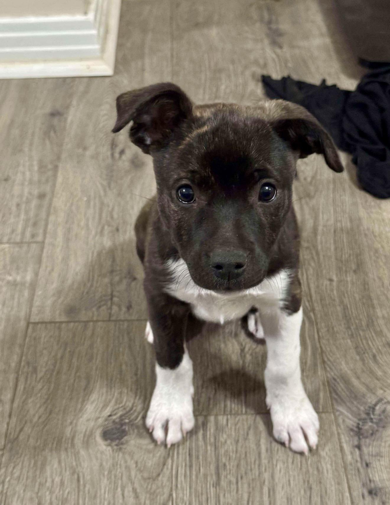 A baby medium-sized male Rat Terrier dog named Spud for adoption in Queen City, TX