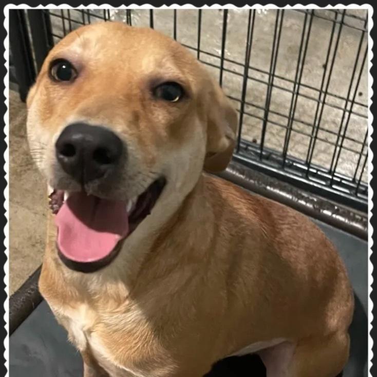 An adult medium-sized female Yellow / Tan / Blond / Fawn Mixed Breed dog named C.c. for adoption in Canyon, TX