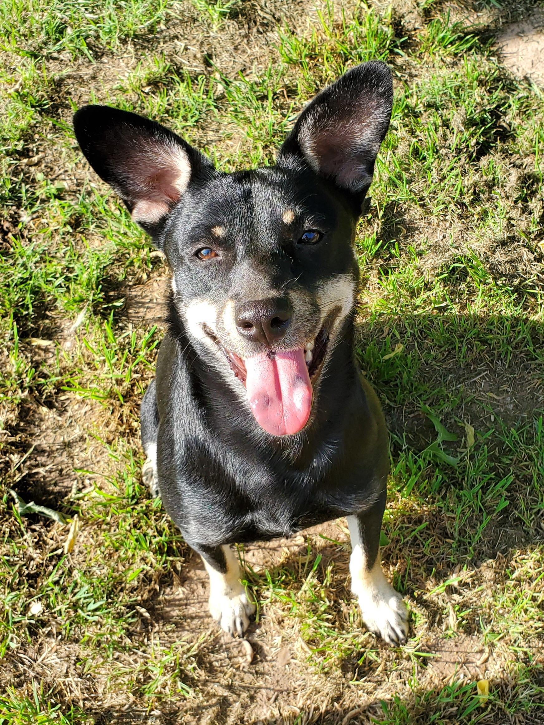 An adult medium-sized male Bicolor Chihuahua dog named Ricochet for adoption in Snyder, TX