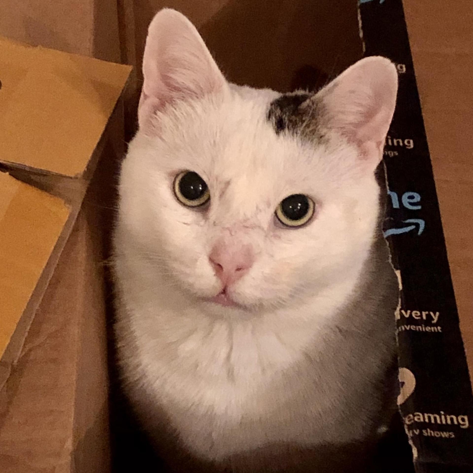 An adult medium-sized male Buff / Tan / Fawn Domestic Short Hair cat named Casper for adoption in New York, NY