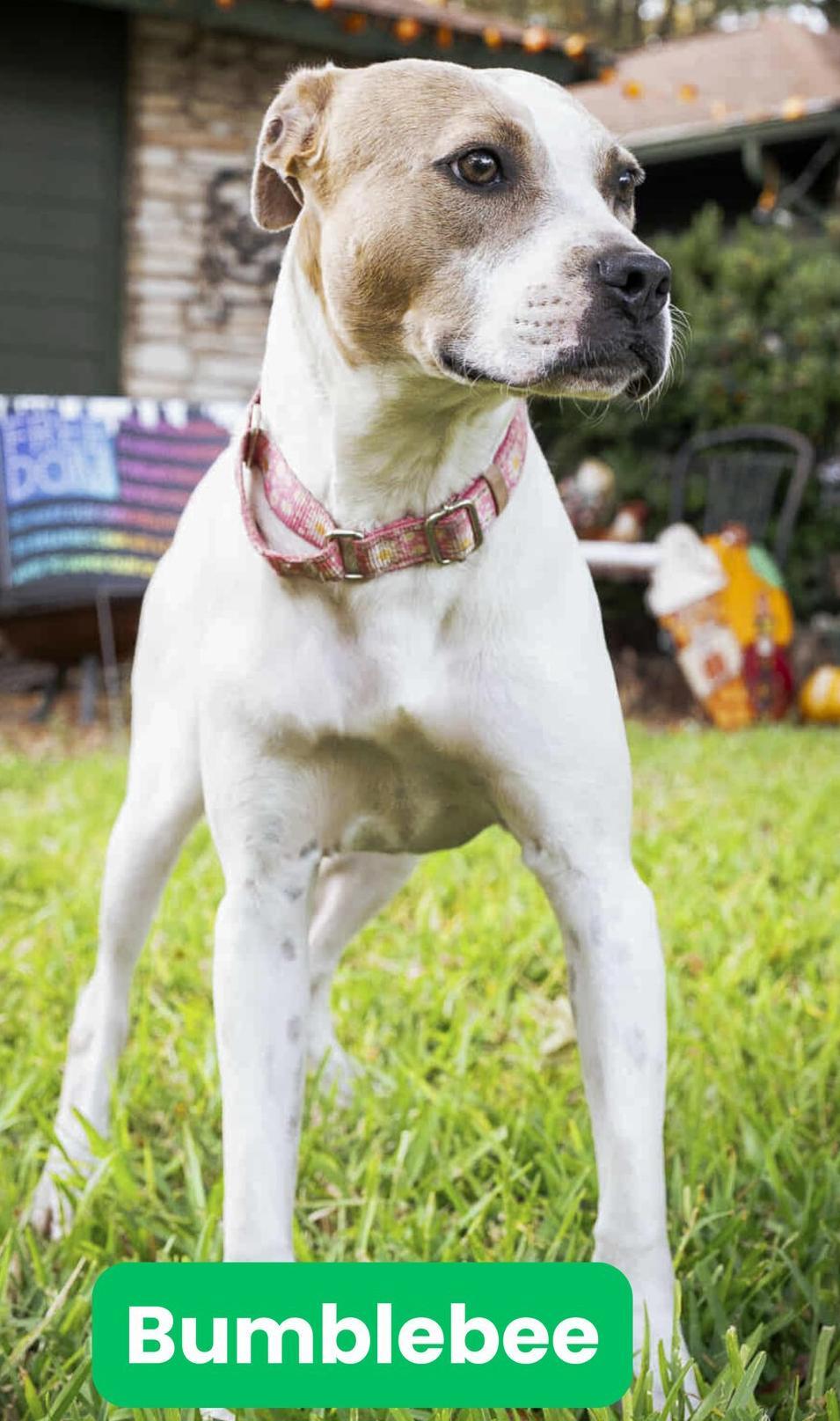 A baby medium-sized female Tricolor (Brown, Black, & White) Pit Bull Terrier dog named Bumblebee for adoption in Houston, TX