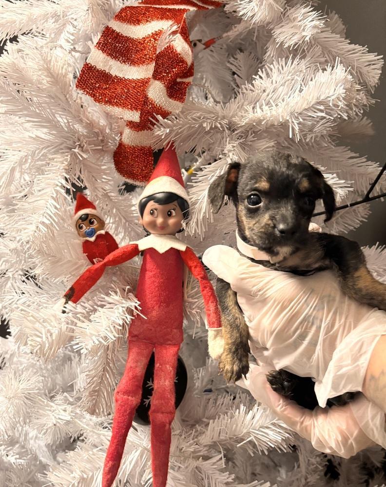 Deck The Halls photo 1