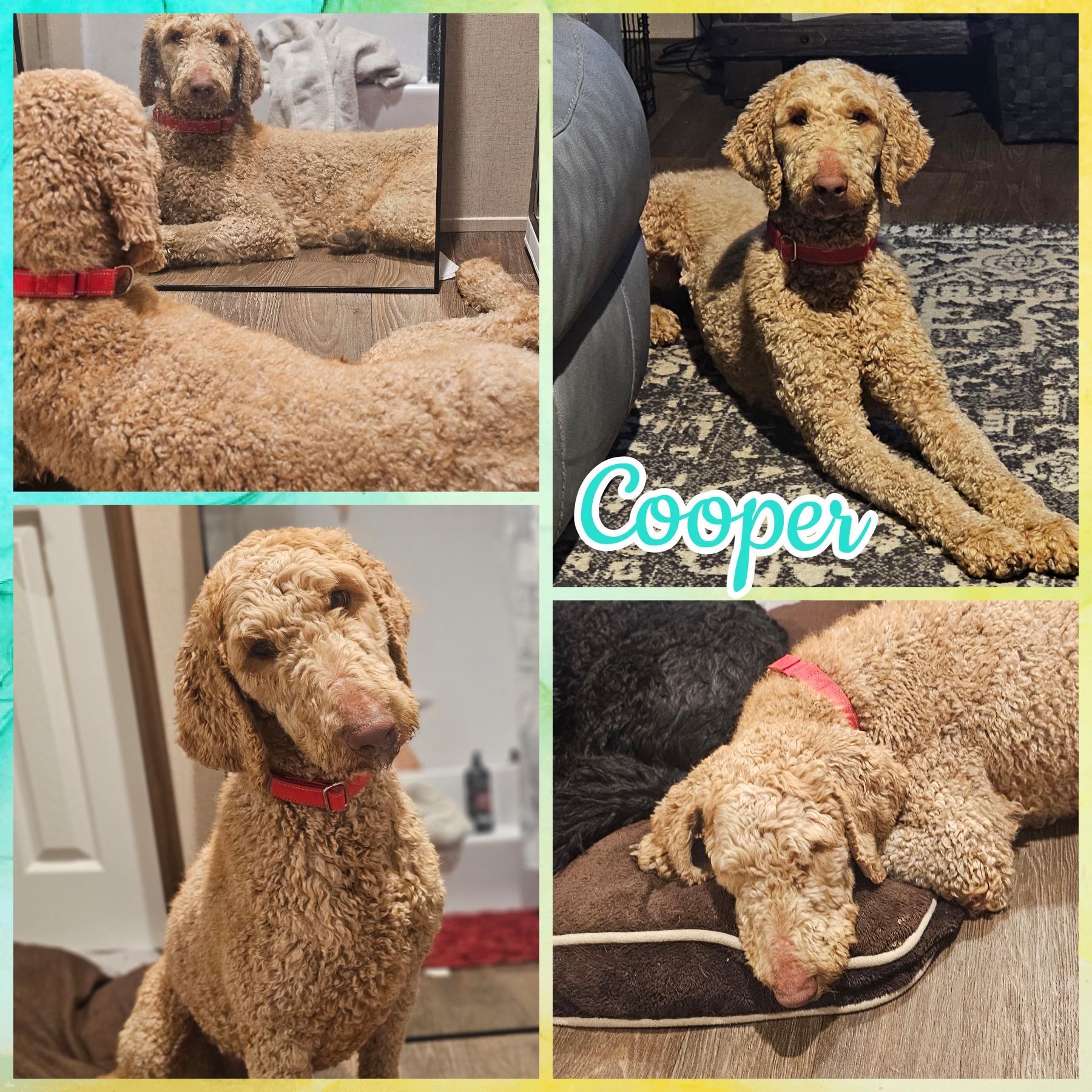 Cooper