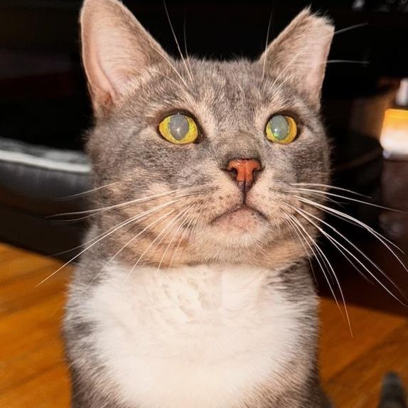 An adult large-sized male Gray & White Domestic Short Hair cat named Louie for adoption in New York, NY