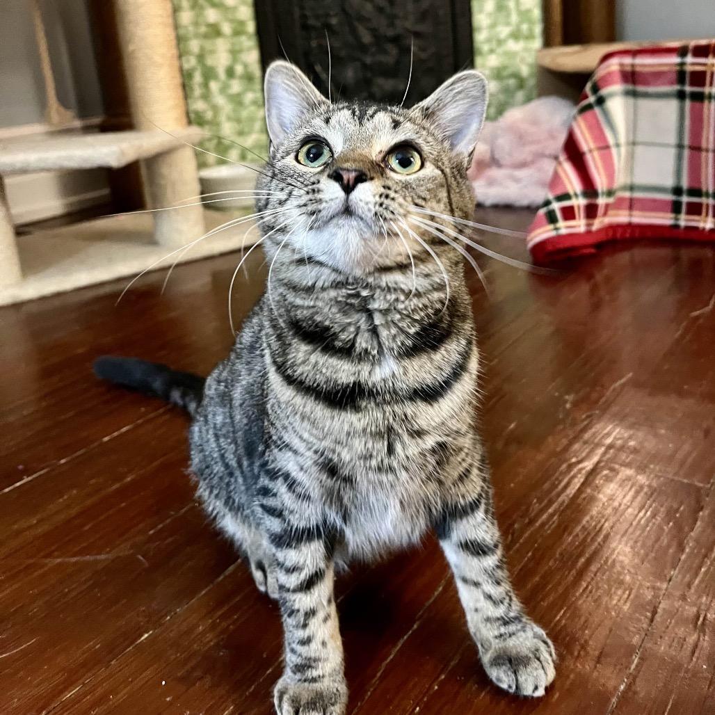A baby medium-sized female Brown / Chocolate Domestic Short Hair cat named Cleo for adoption in Richmond, KY