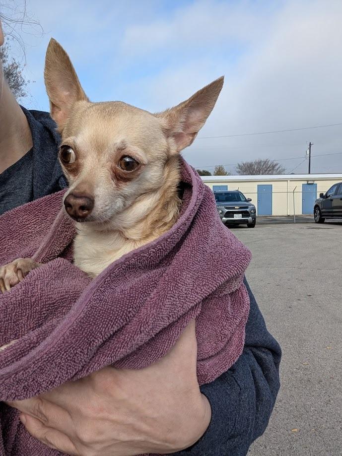 An adult small-sized female Chihuahua dog named Daisy for adoption in Bryan, TX