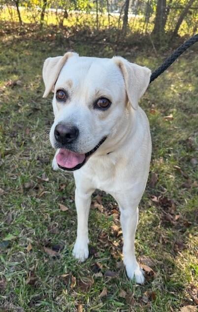 Goldie Blondy photo 1