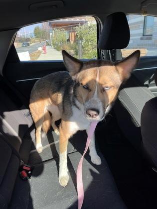 An adult medium-sized female Mixed Breed dog named Sonar for adoption in Atlanta, GA