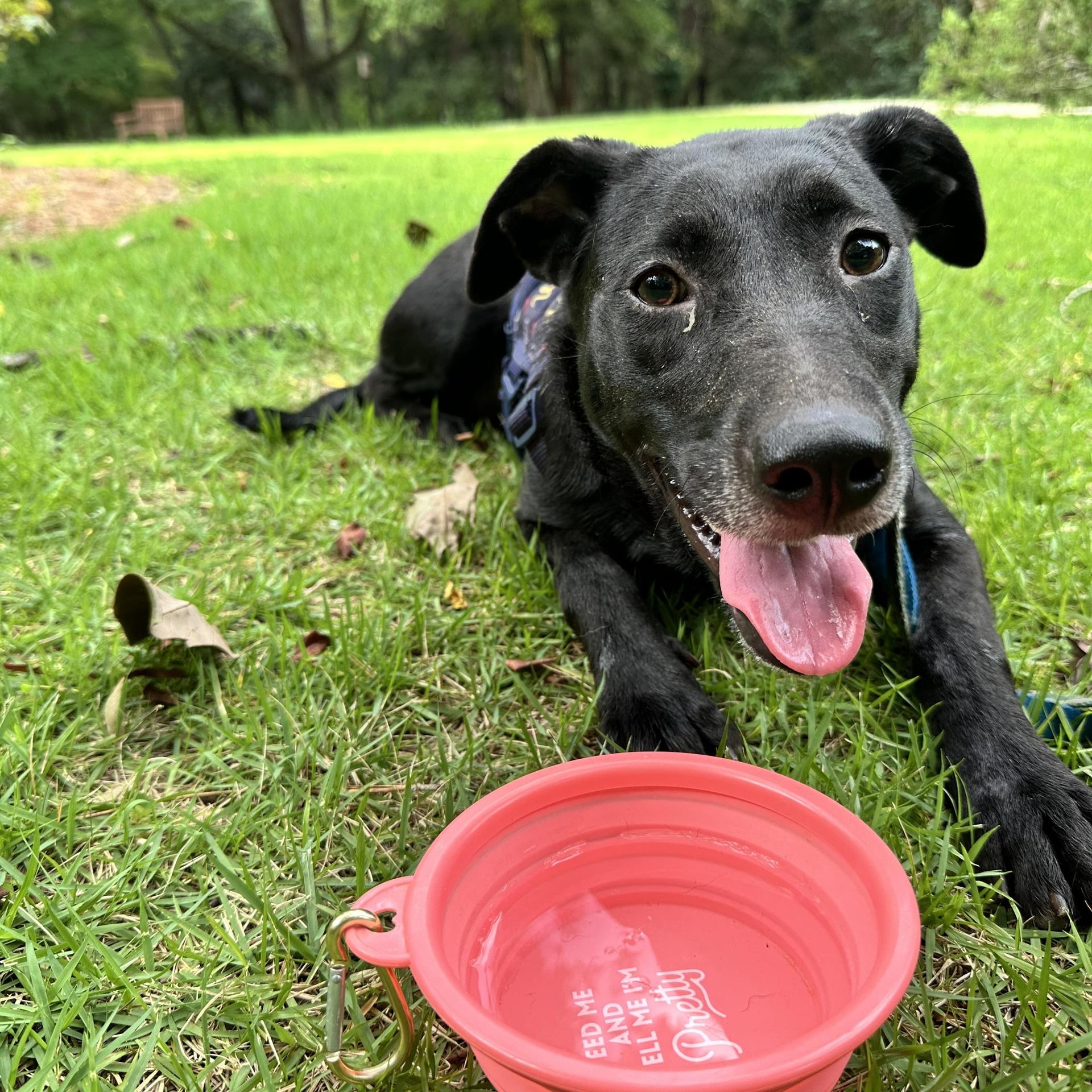 A young medium-sized female Black Labrador Retriever dog named Jasmine for adoption in Fosters, AL