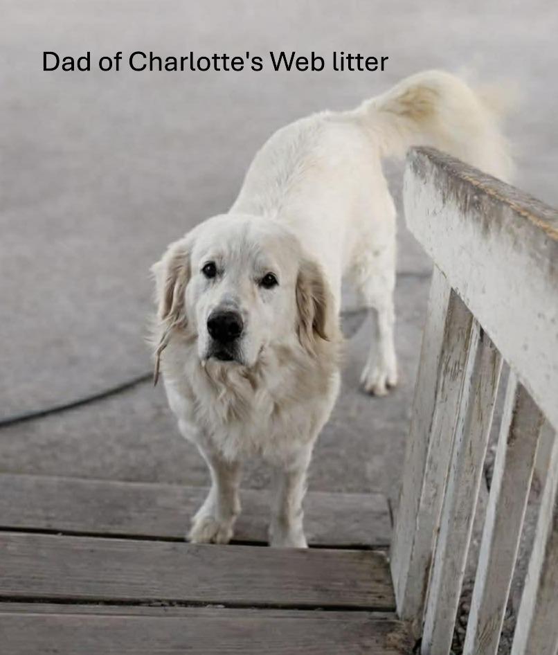 Charlotte's Web Litter: Wilbur