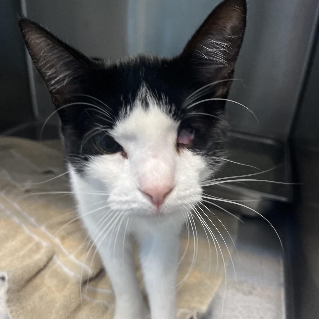 Knitten Mitten photo 1