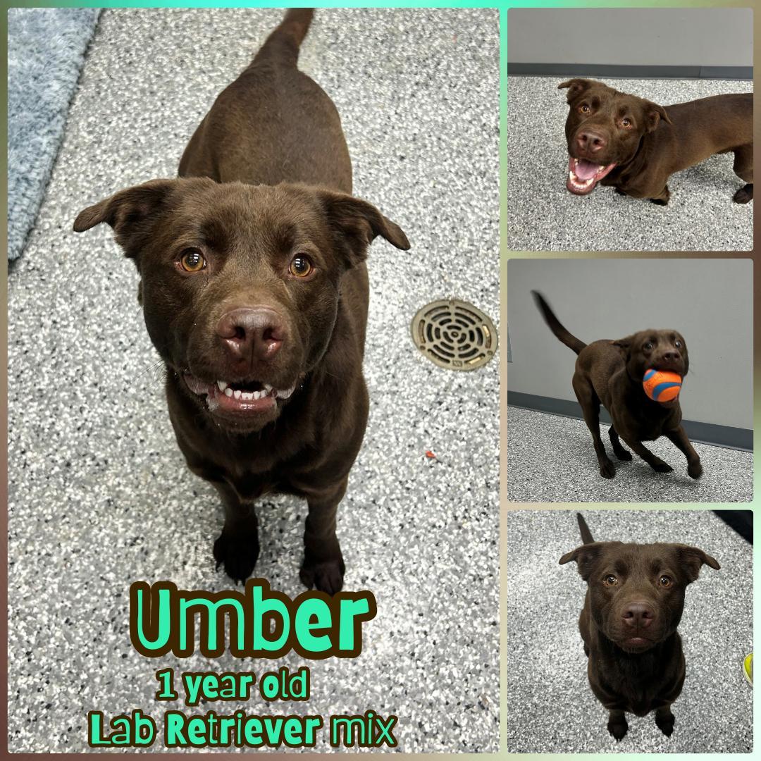 Umber