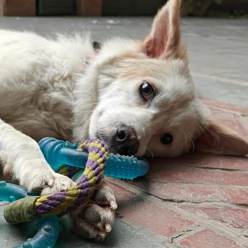 A young medium-sized male White / Cream Spitz dog named Cloud for adoption in FORT LAUDERDALE, FL