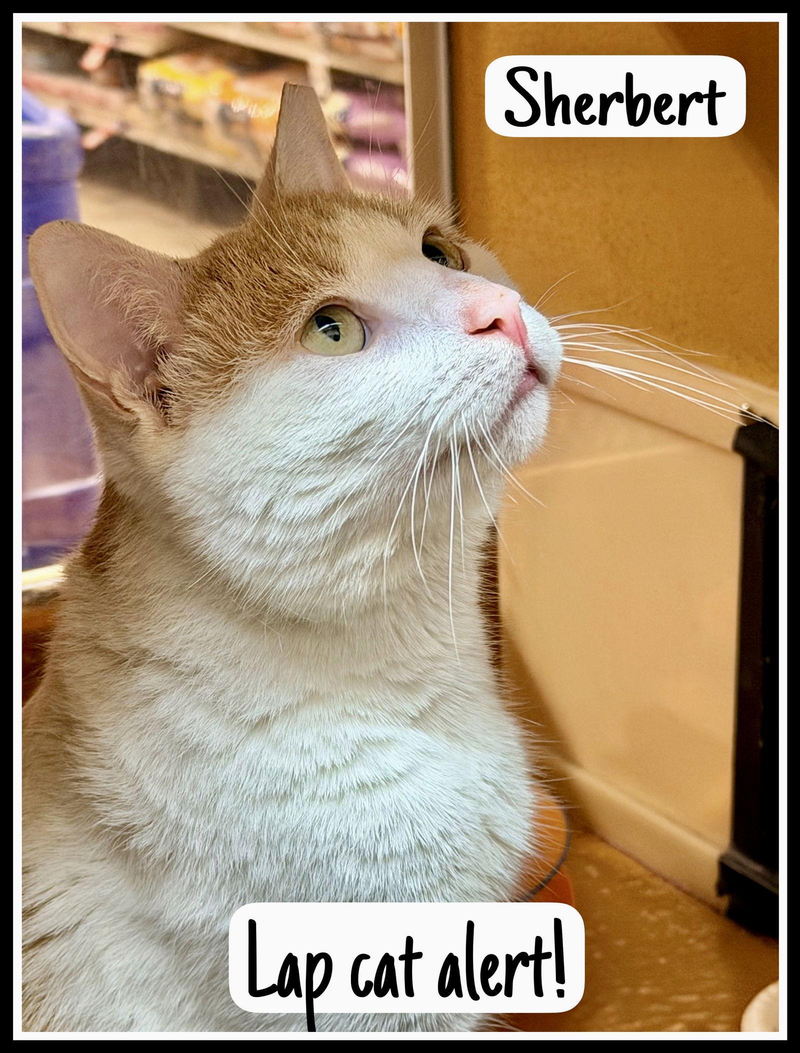 Sherbert Willow Grove