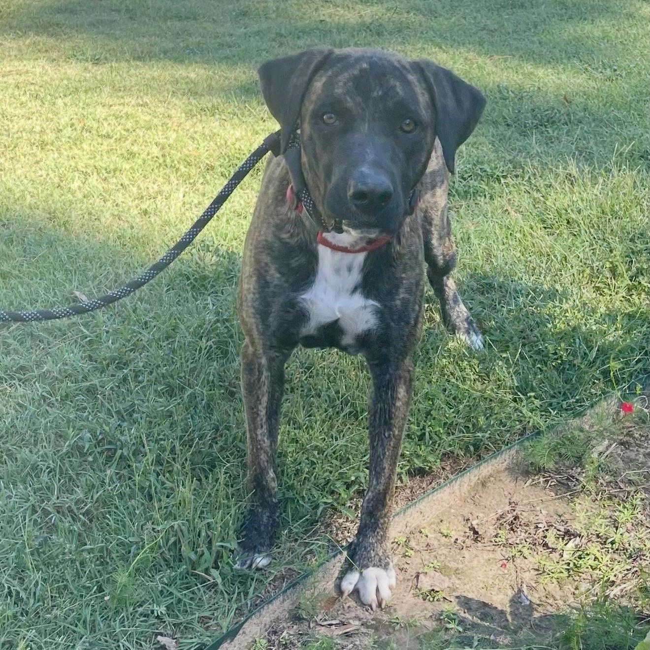 An adult large-sized male Mastiff dog named Joe for adoption in Queen City, TX