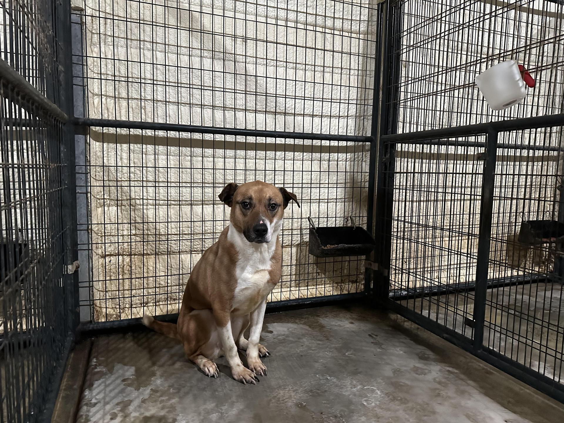 An adult medium-sized male Yellow / Tan / Blond / Fawn Mixed Breed dog named Mac for adoption in Canyon, TX