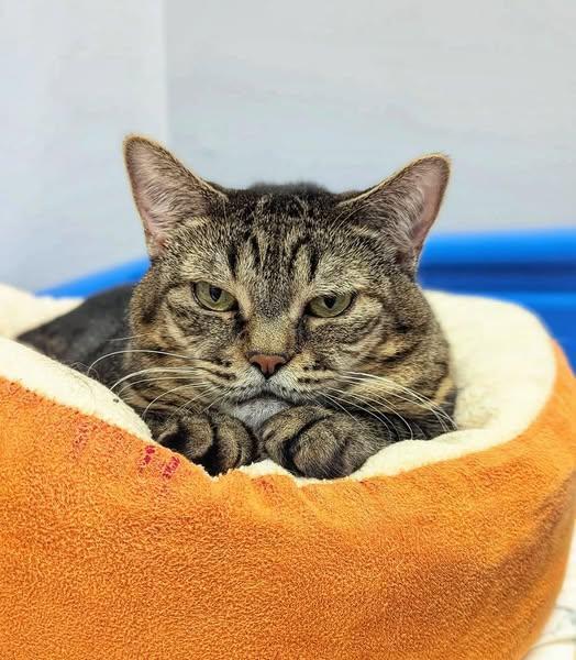 Virginnia Purrmanent Resident photo 1