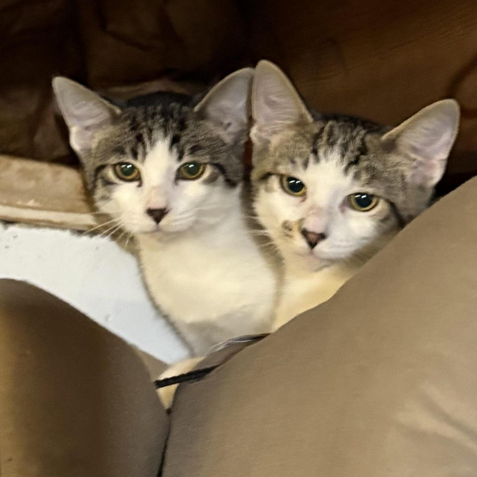 A baby small-sized male Tabby (Brown / Chocolate) Domestic Short Hair cat named Cocoa Puff for adoption in Mineral Point, WI