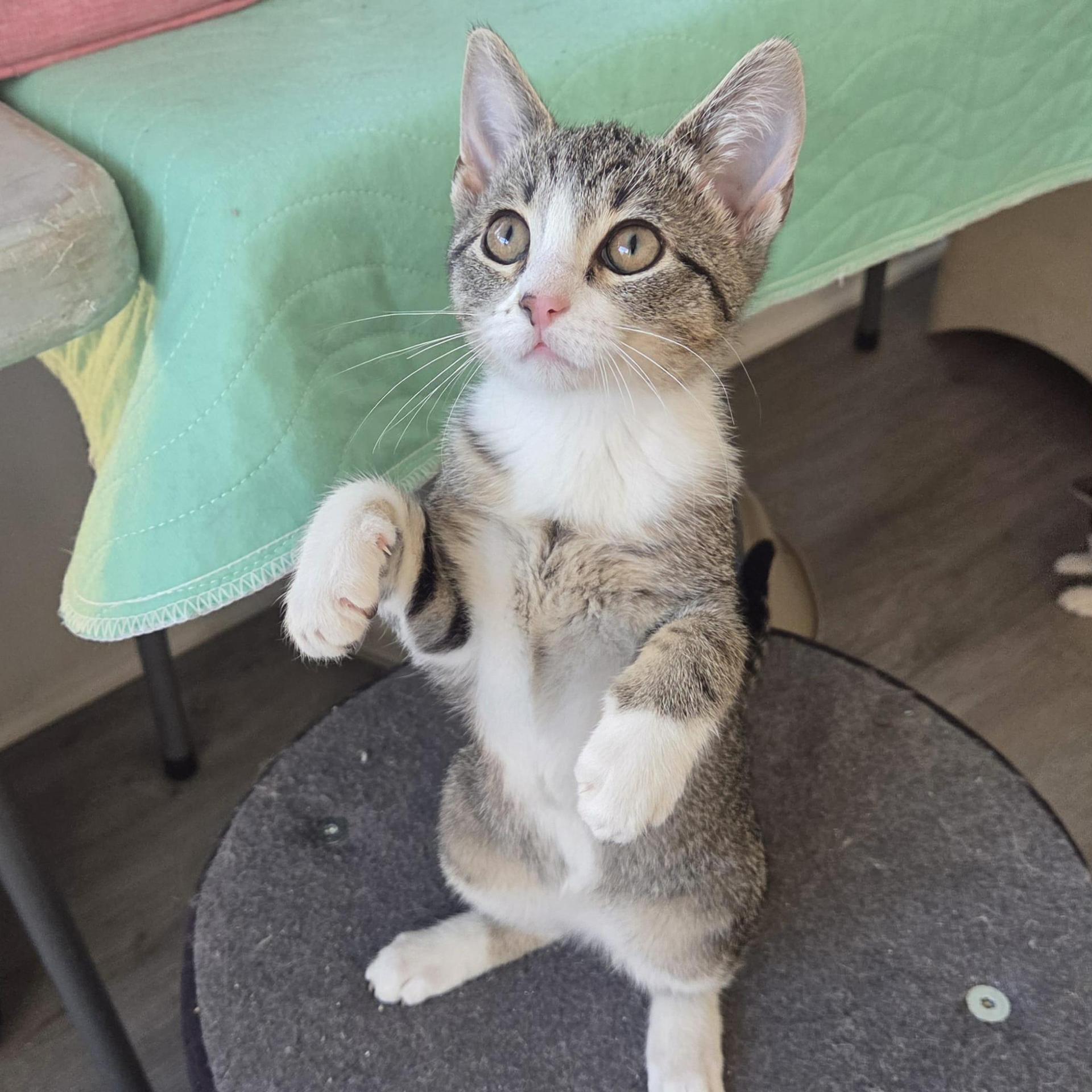 A baby medium-sized female Tabby (Gray / Blue / Silver) Tabby cat named Nutmeg for adoption in Harrisburg, PA