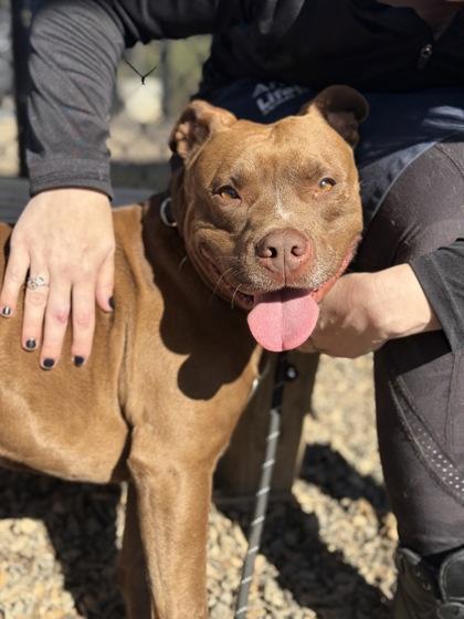 An adult large-sized male Mixed Breed dog named Kang for adoption in Atlanta, GA