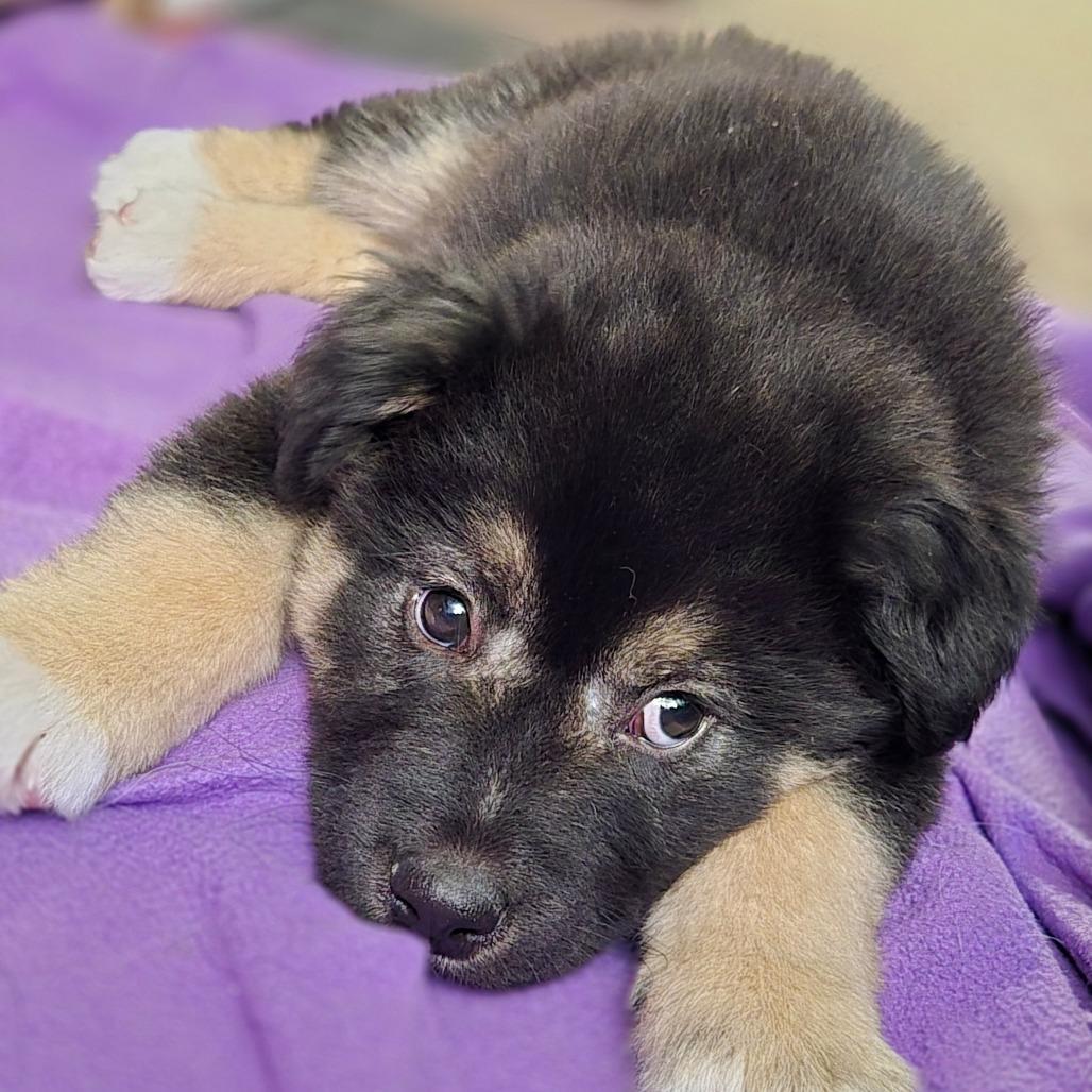 A baby small-sized male Black Mixed Breed dog named Dime for adoption in Flagstaff, AZ