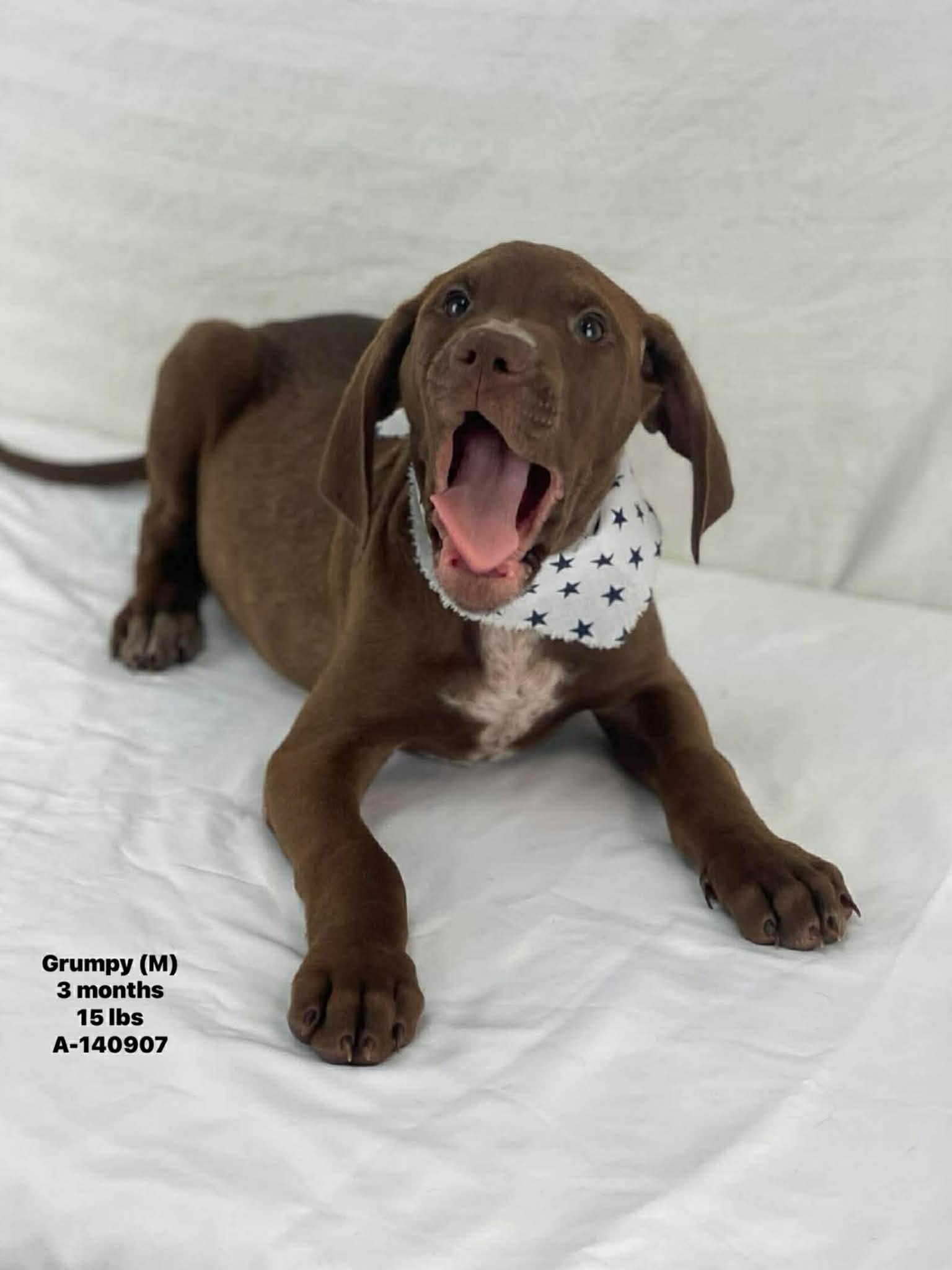 Grumpy The Hound Puppy!