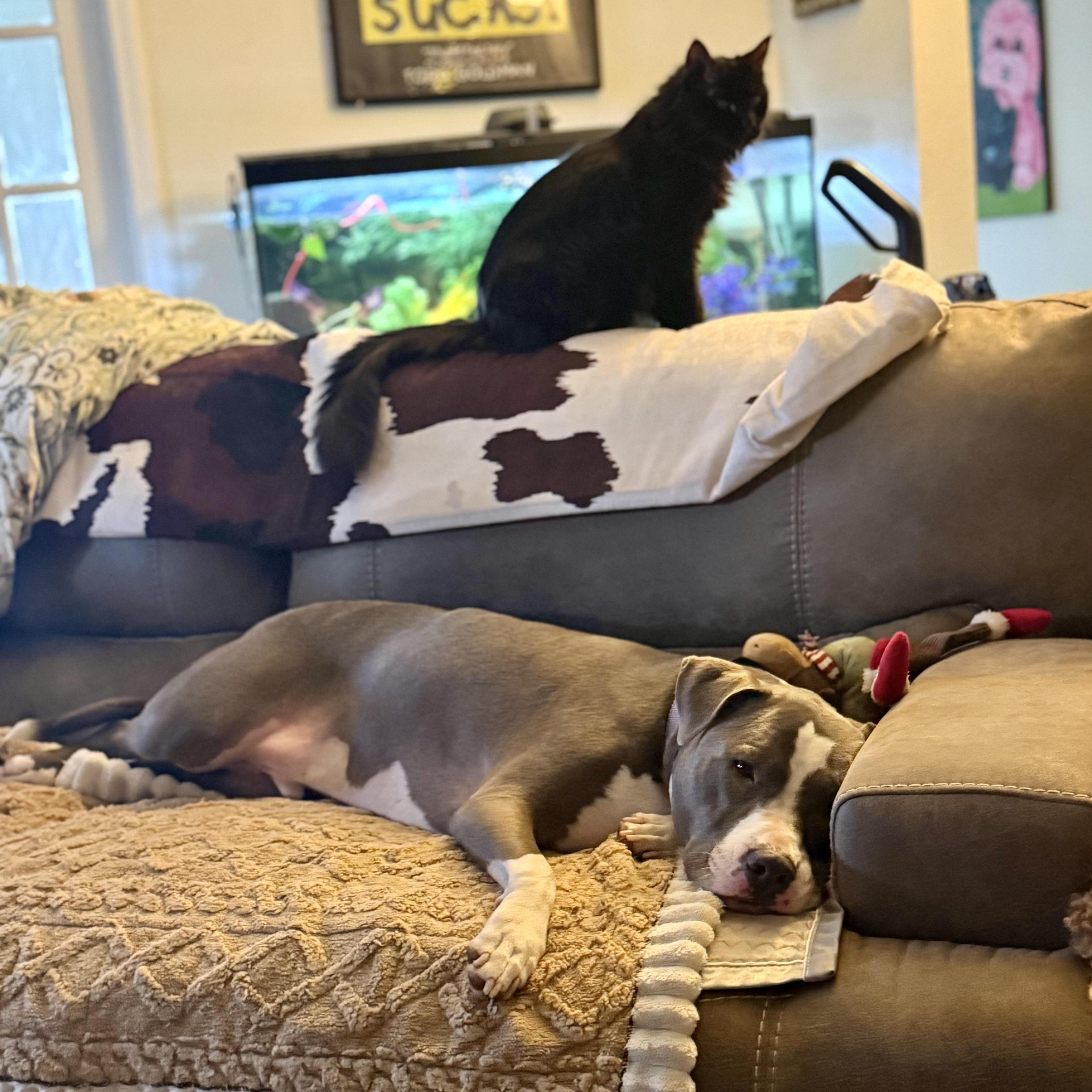 Zydeco Cat Friendly!