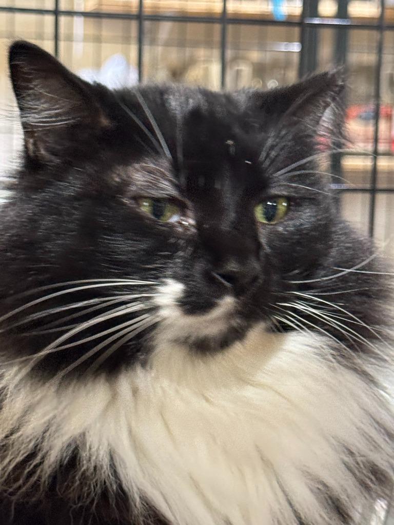 Meowrvelous Mrs. Maisel