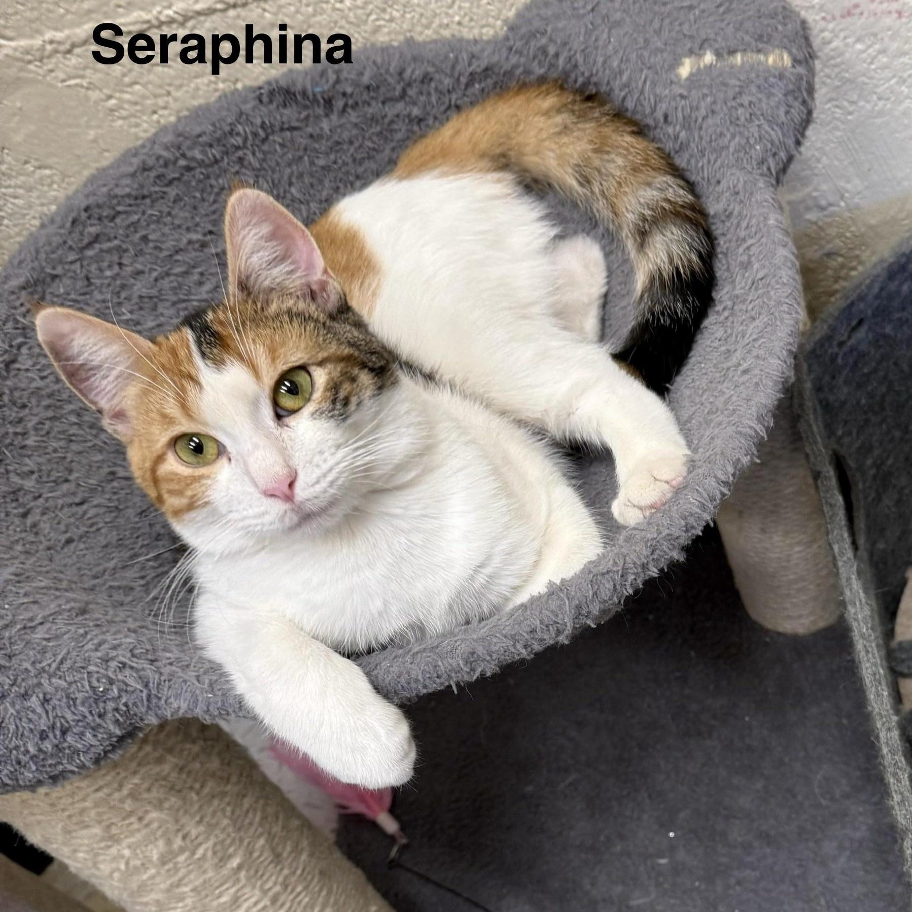Seraphina