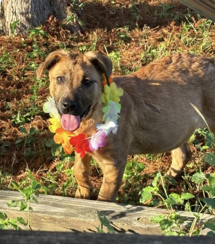 A baby medium-sized female Brown / Chocolate Mountain Cur dog named Muffin for adoption in Houston, TX