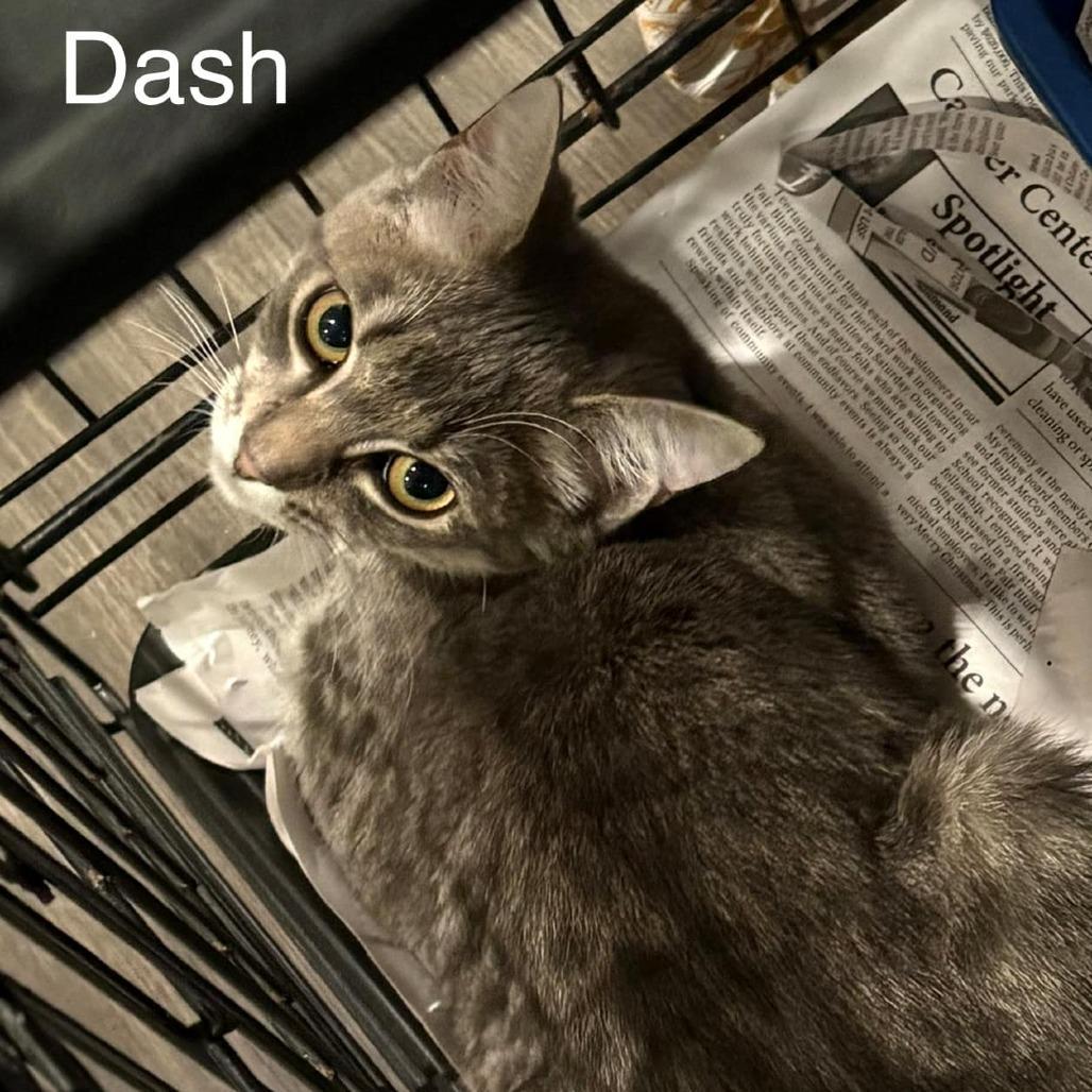 Dash
