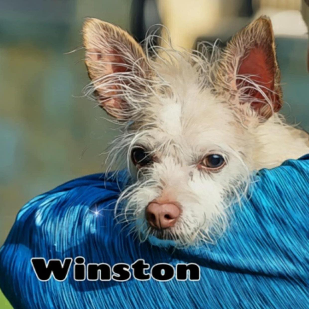Winston