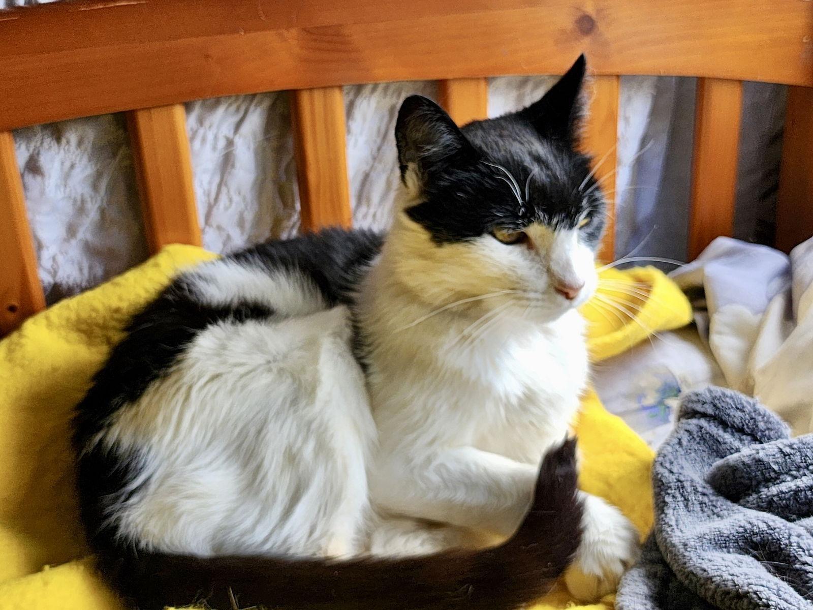 Mist: Vist At Petsmart