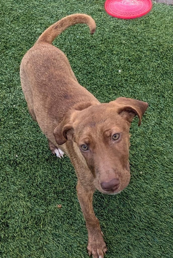 Sweet Potato Mo Puppy!