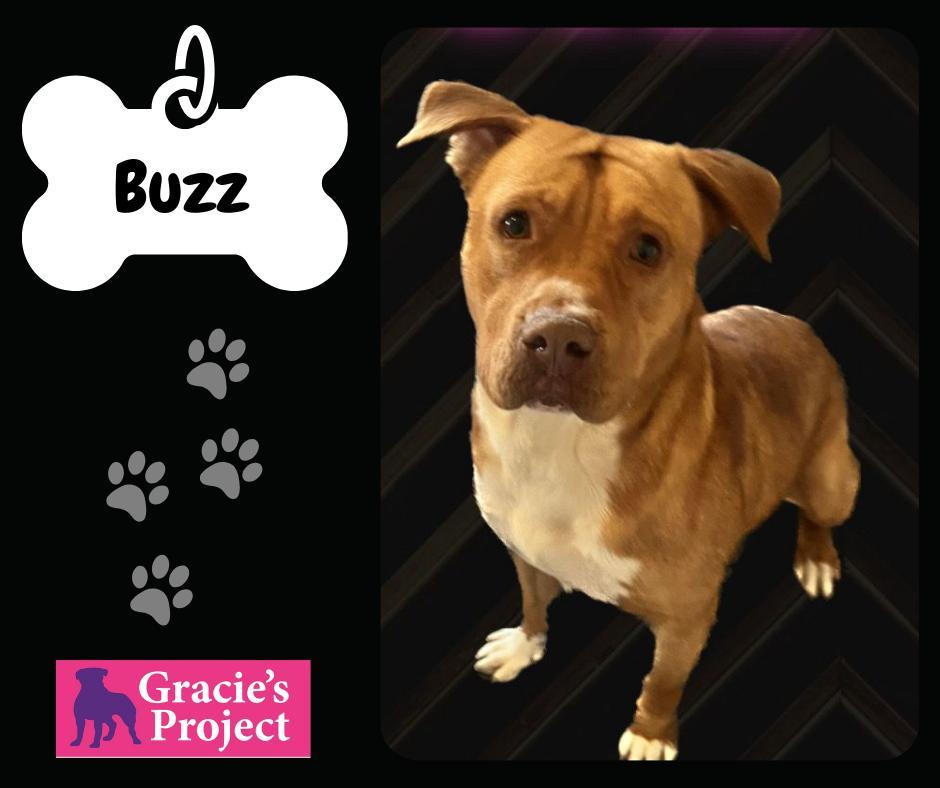 An adult large-sized male Yellow / Tan / Blond / Fawn American Staffordshire Terrier dog named Buzz for adoption in Canyon, TX