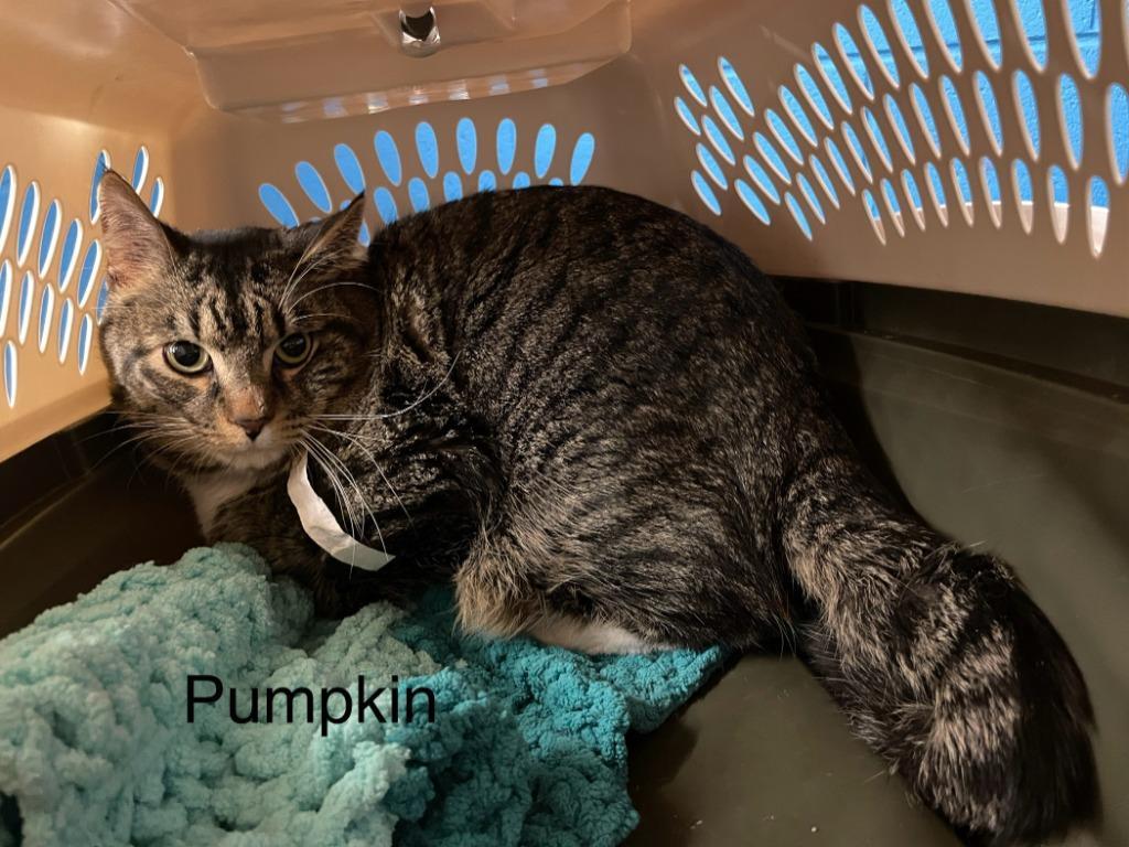 Pumpkin