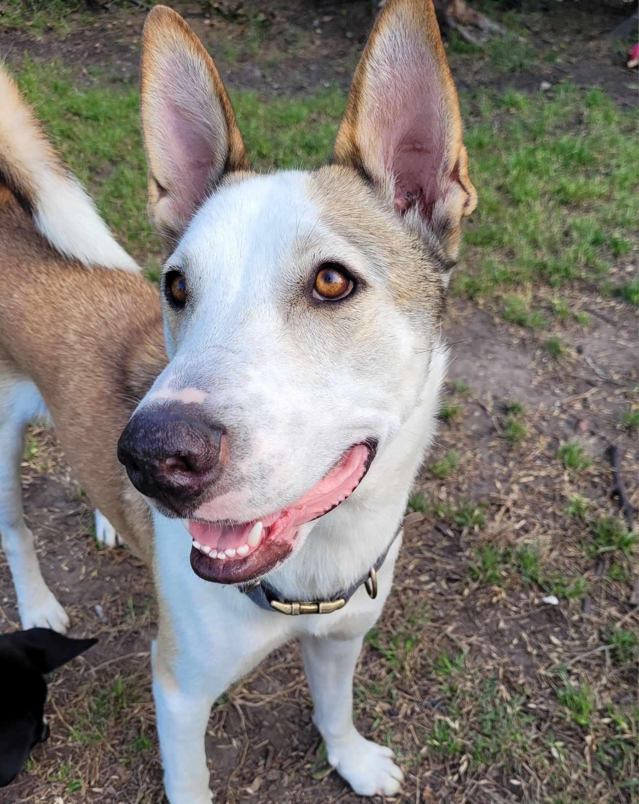 An adult medium-sized male Husky dog named Ducky for adoption in Austin, TX