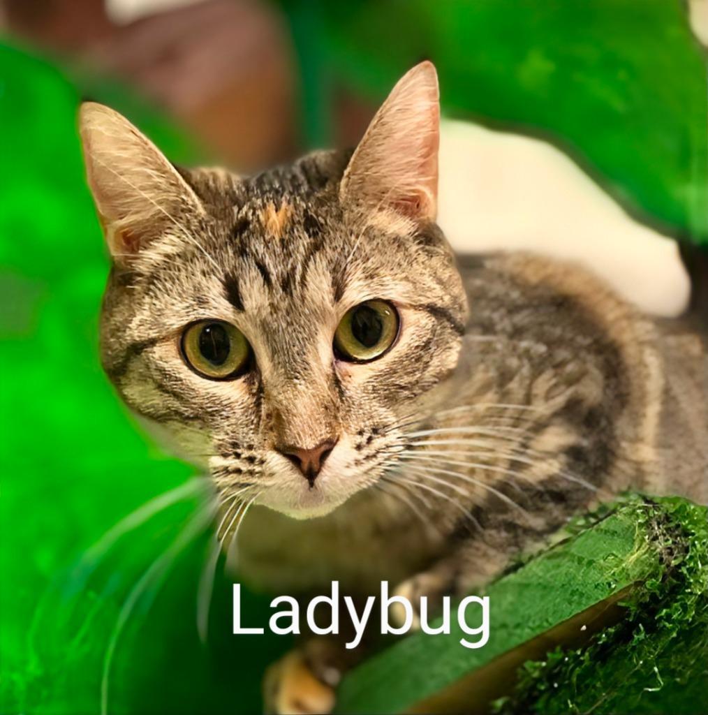 Ladybug