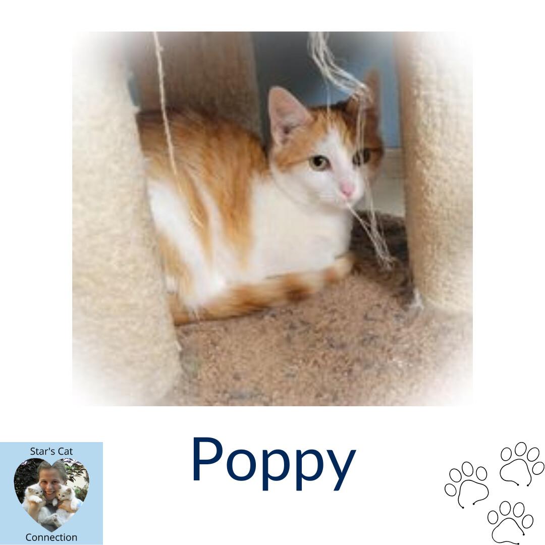 Poppy
