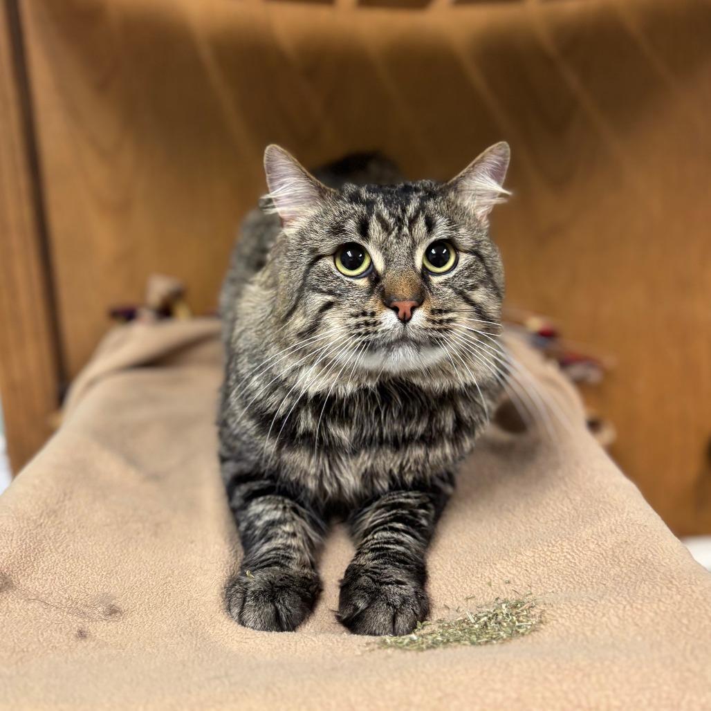 A young large-sized male Brown / Chocolate Domestic Medium Hair cat named Clash for adoption in Fargo, ND