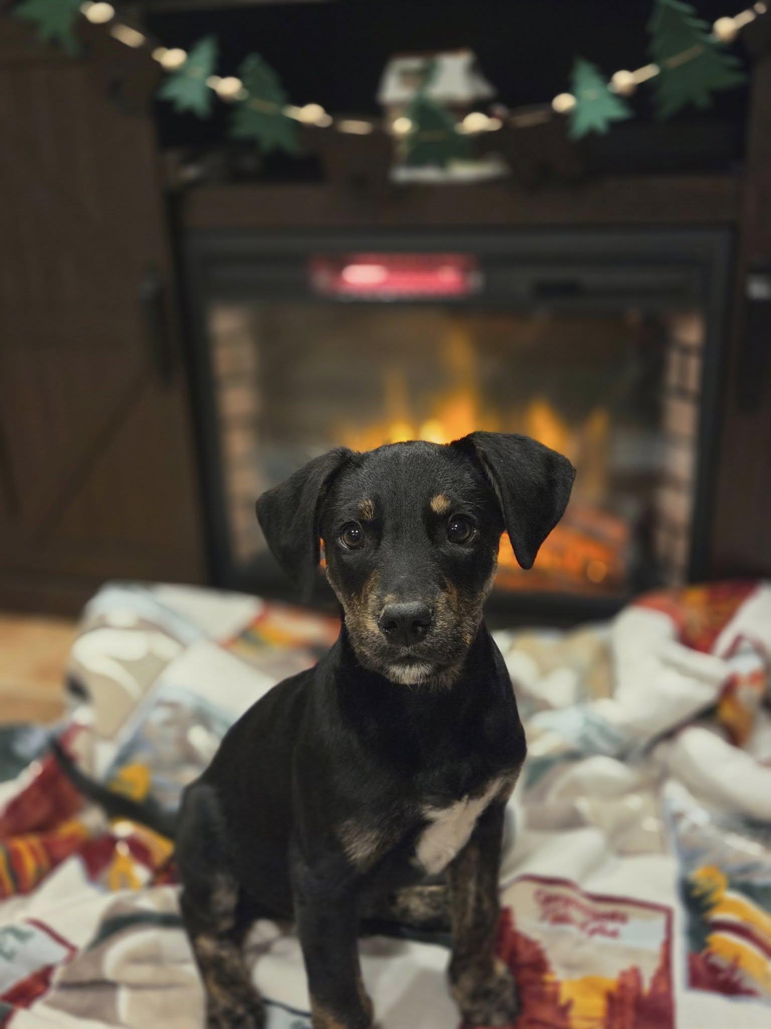Rascal The Shepherd Mix