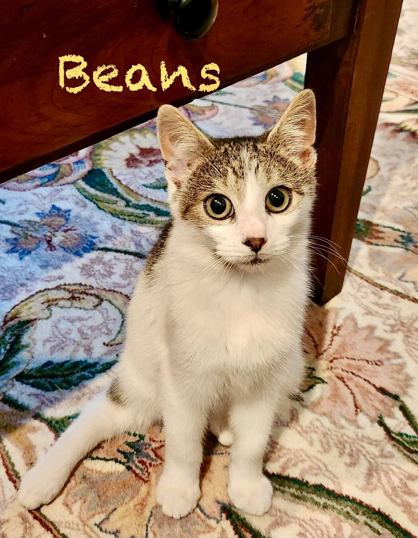 Beans