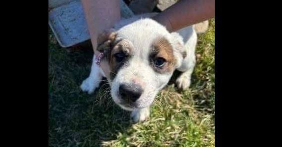 Charlotte's Web Litter: Lurvy