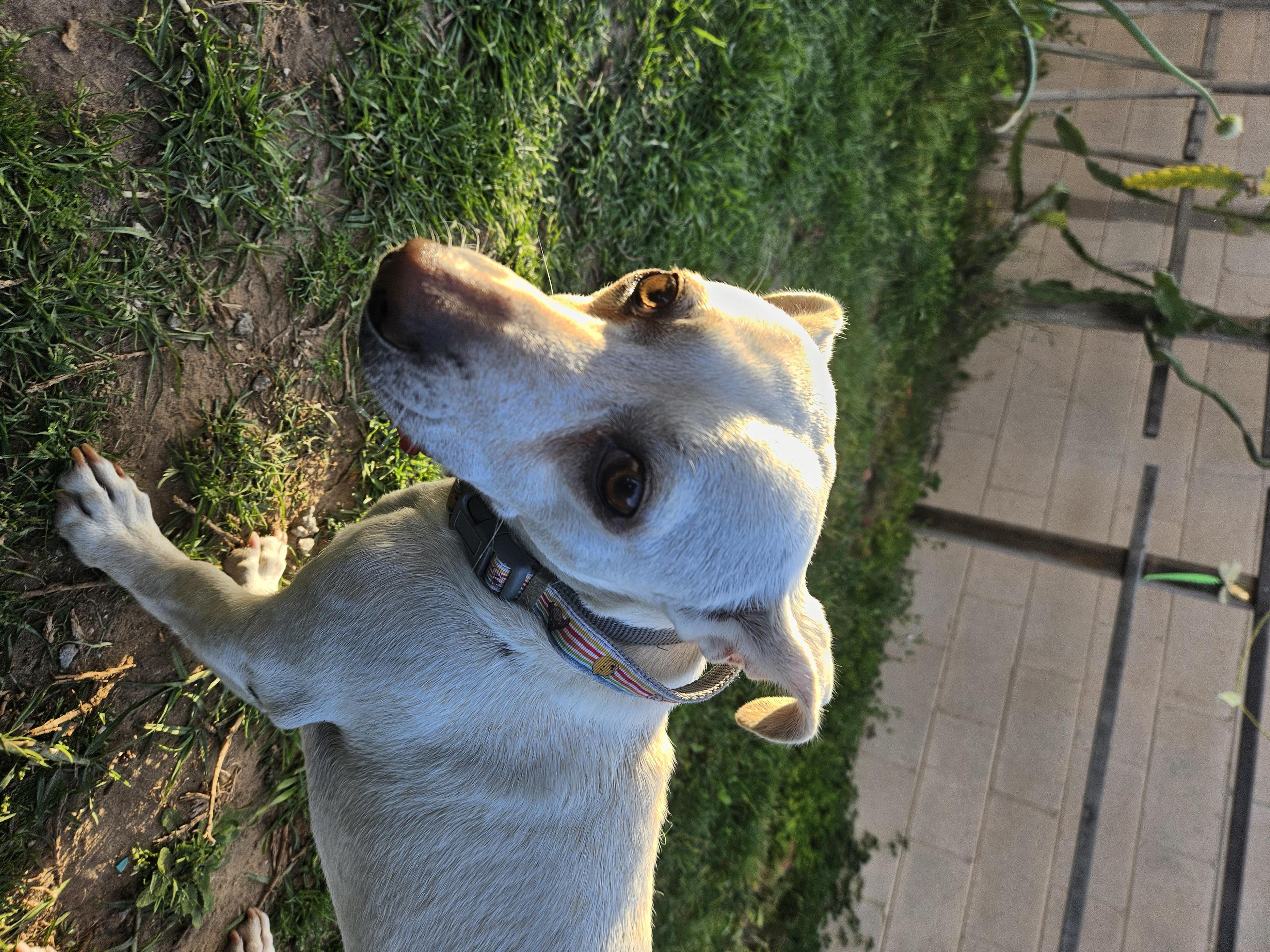 Vanilla Cream Cream!!