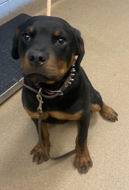 A young large-sized male Mixed Breed dog named Braveheart for adoption in Chamblee, GA