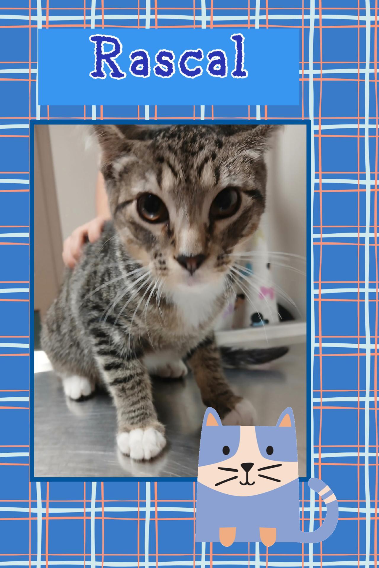Rascal