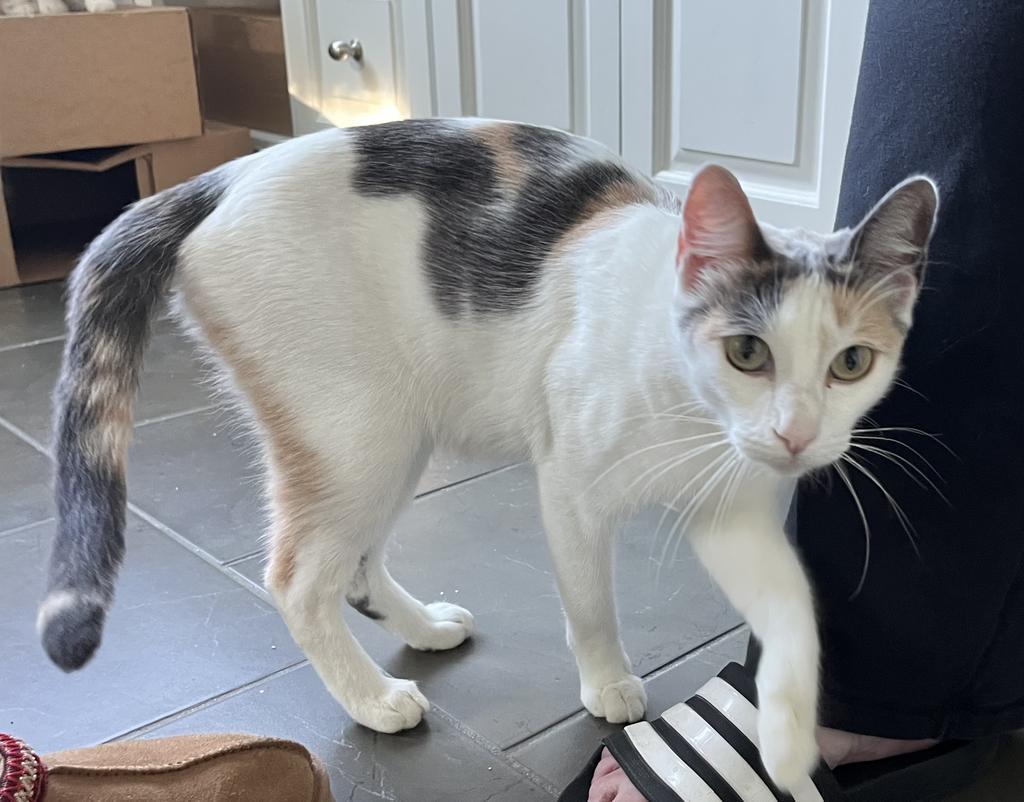 A young medium-sized female Calico cat named Pearl for adoption in San Pedro, CA