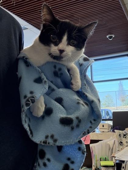 A baby medium-sized female Domestic Short Hair cat named Ida for adoption in Atlanta, GA