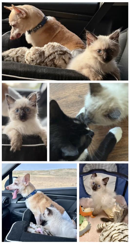 A baby small-sized female Balinese cat named Nova for adoption in Lafayette, CO